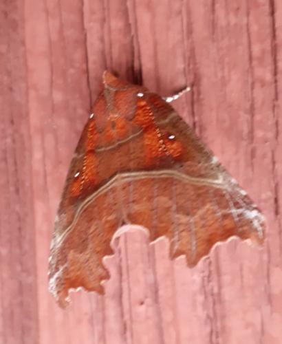 Réf. 291 252 : Scoliopteryx libatrix